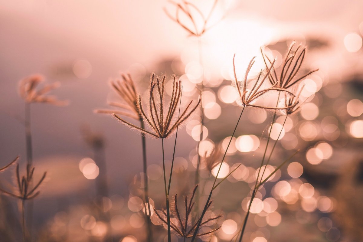 Природа в бежевых тонах