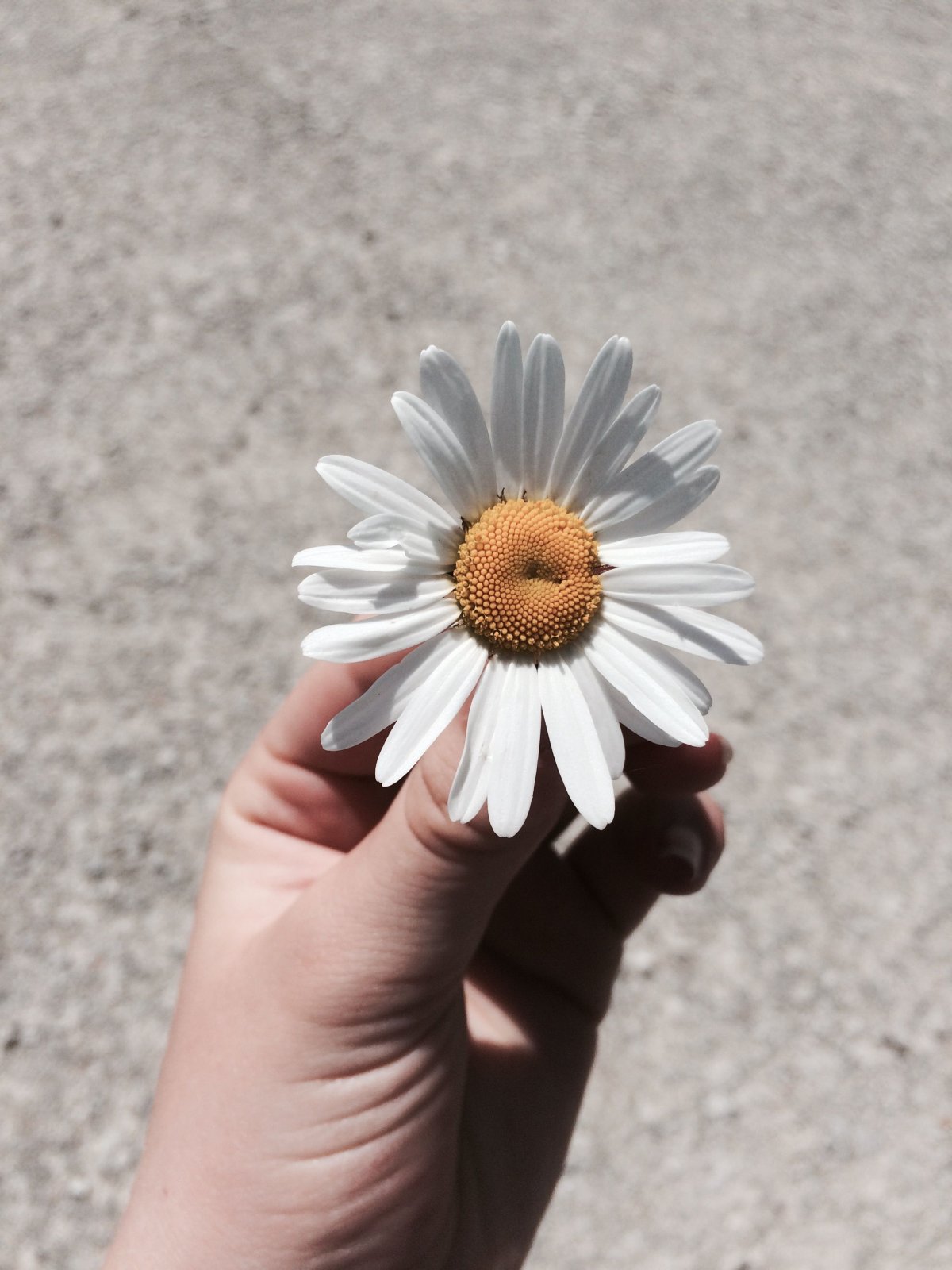 Идея фотографий в маленькой ромашке