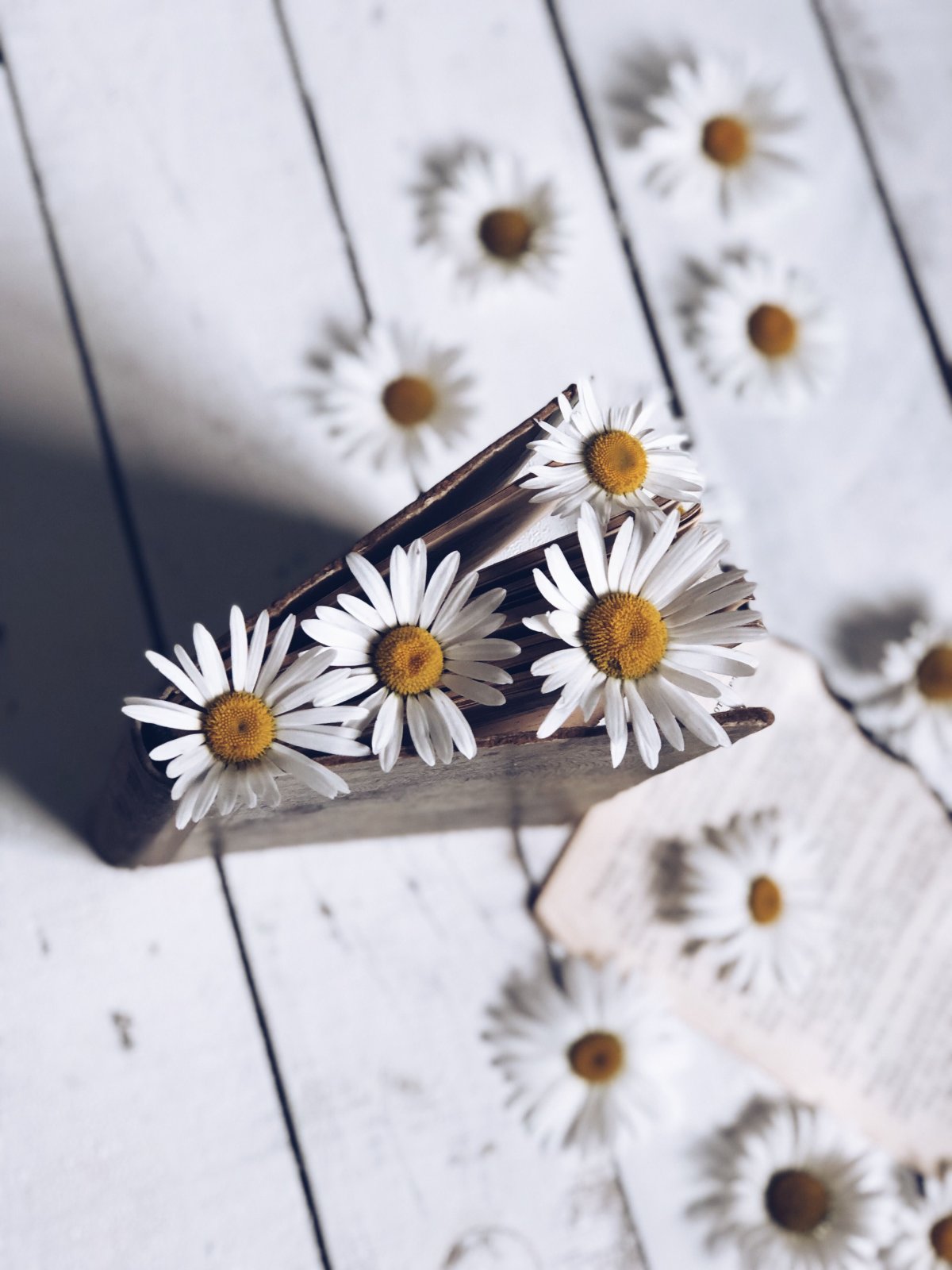 Ромашки Эстетика