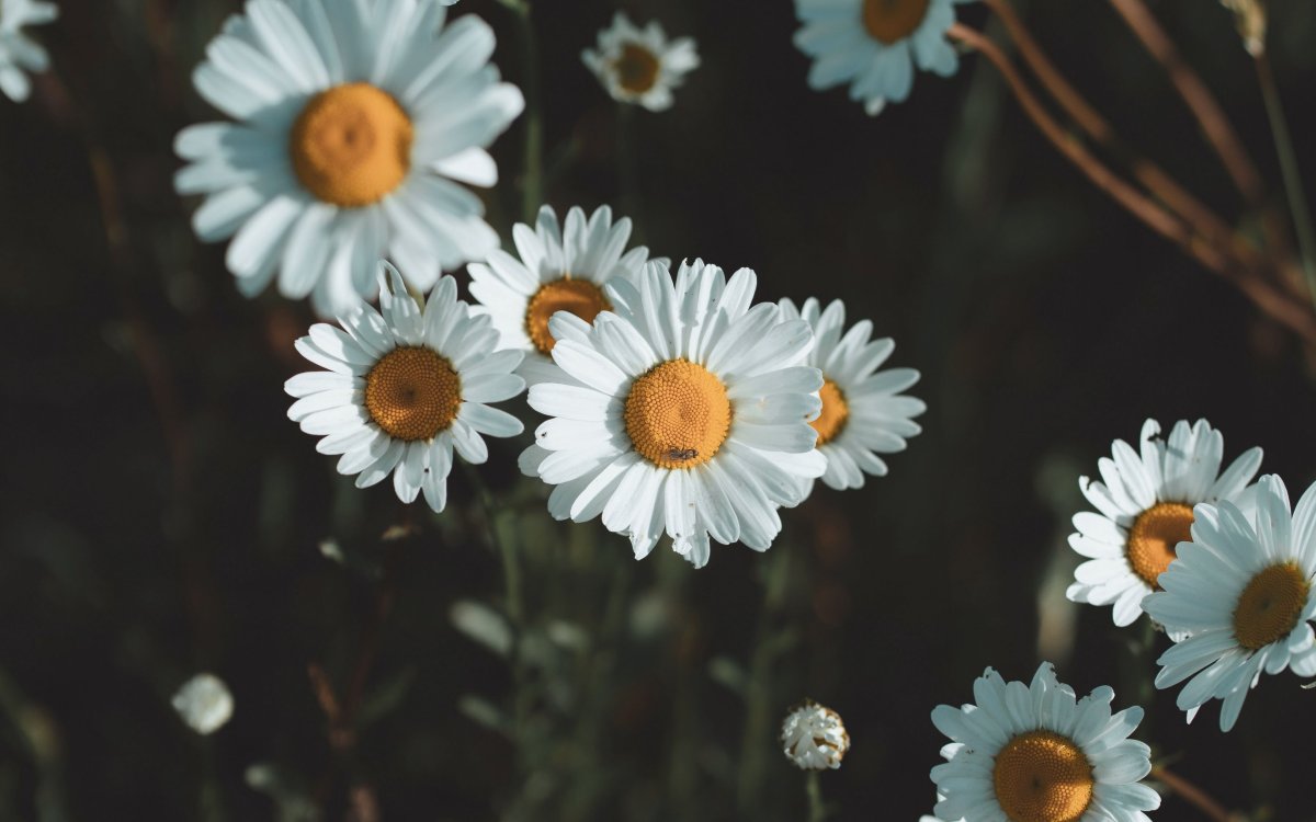 Креативная Ромашка