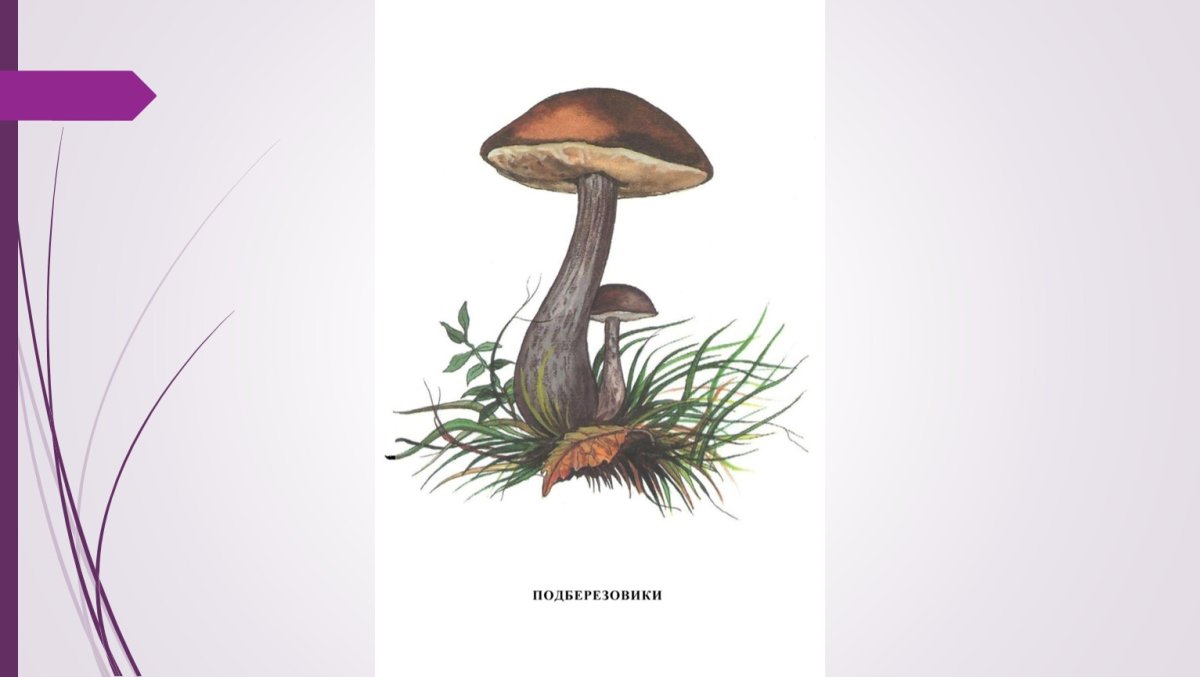 «Грибы для белки» (Комарова, с.36)