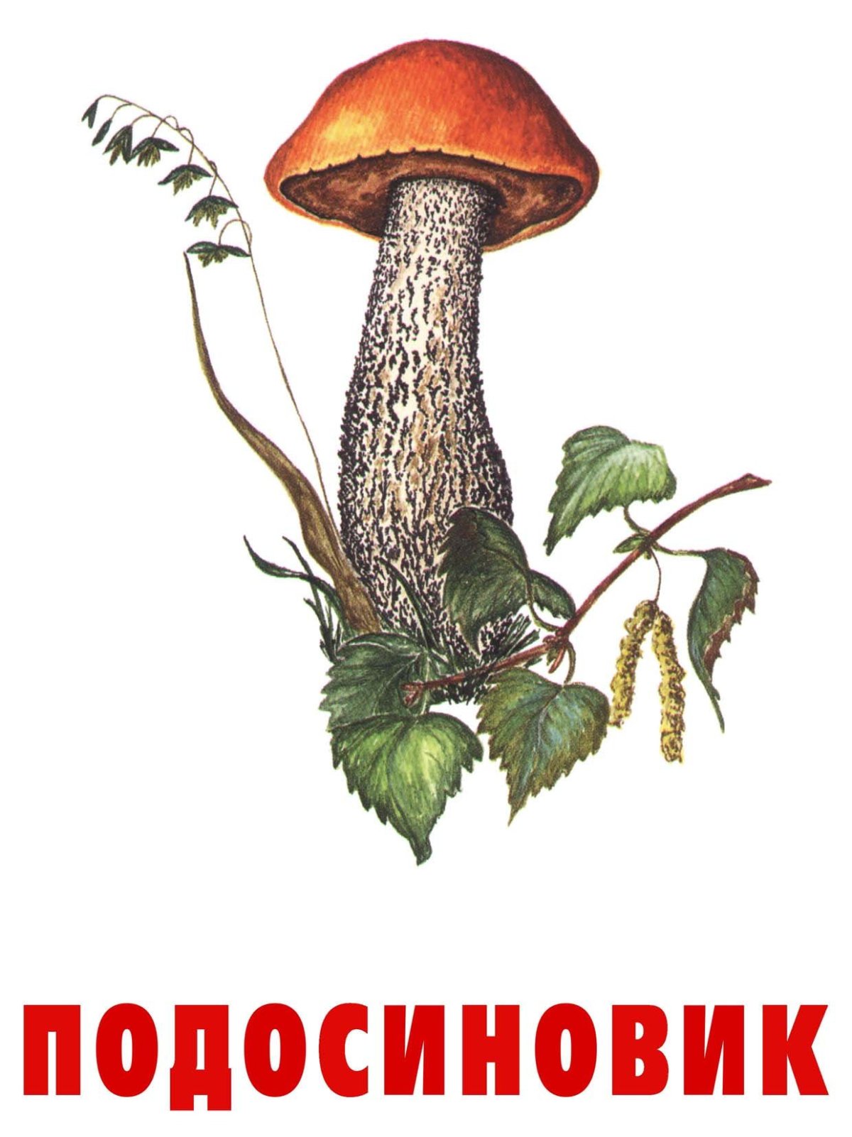 Подберезовик гриб фото