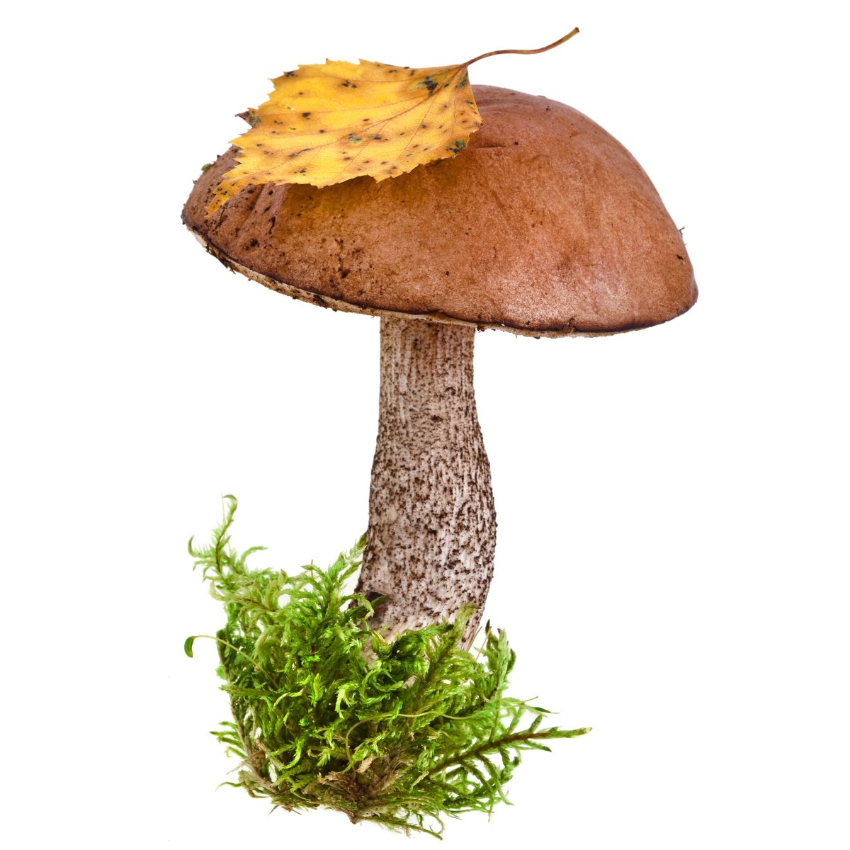 Подберезовик гриб для детей