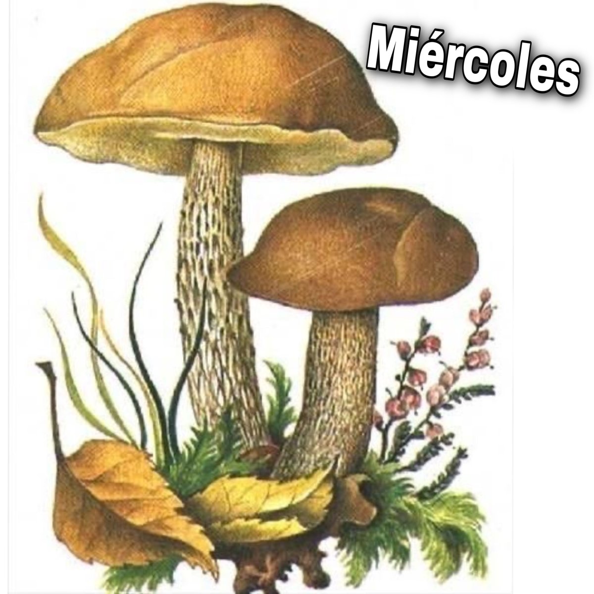 Подберезовик Ботаническая иллюстрация