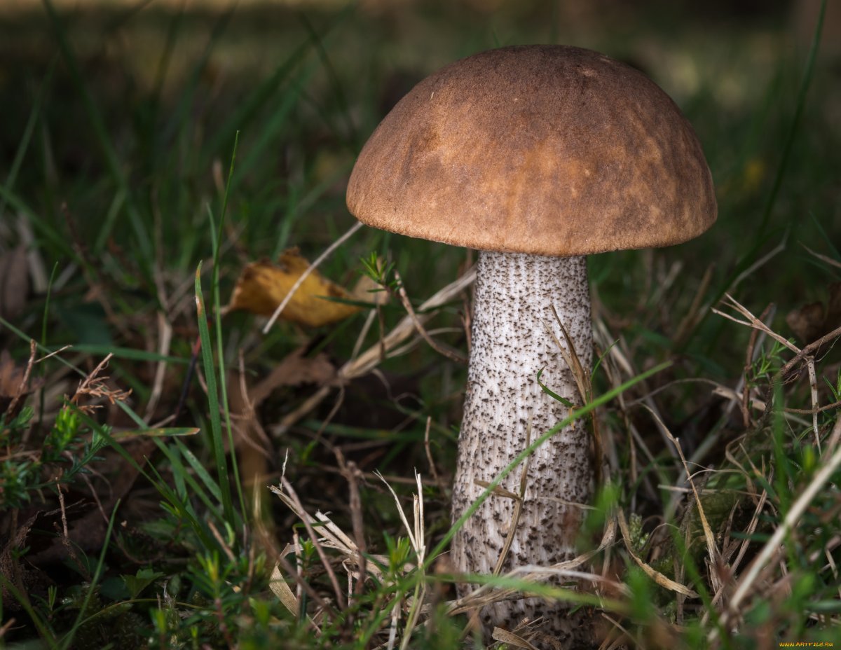 Скетч грибы подберезовик