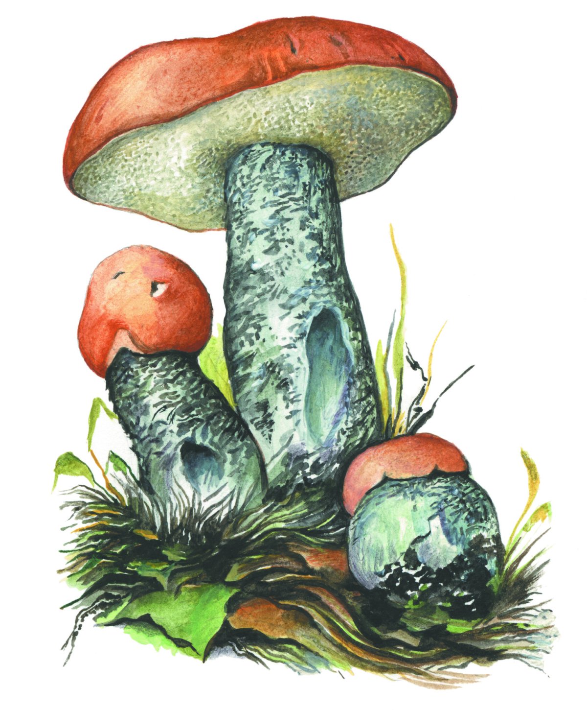 Подберезовик гриб без фона