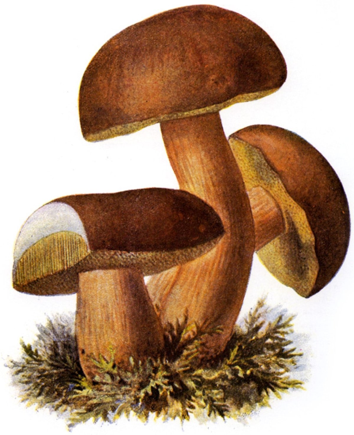 Подосиновик рисунок