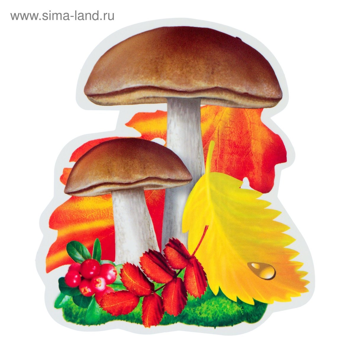 Грибы на прозрачном фоне