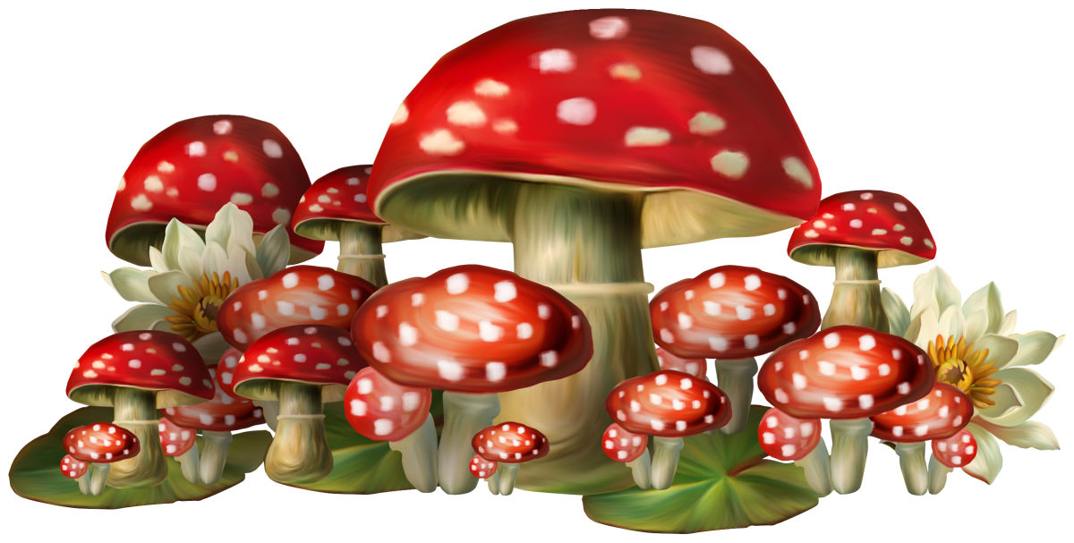 Гриб Боровик на белом фоне