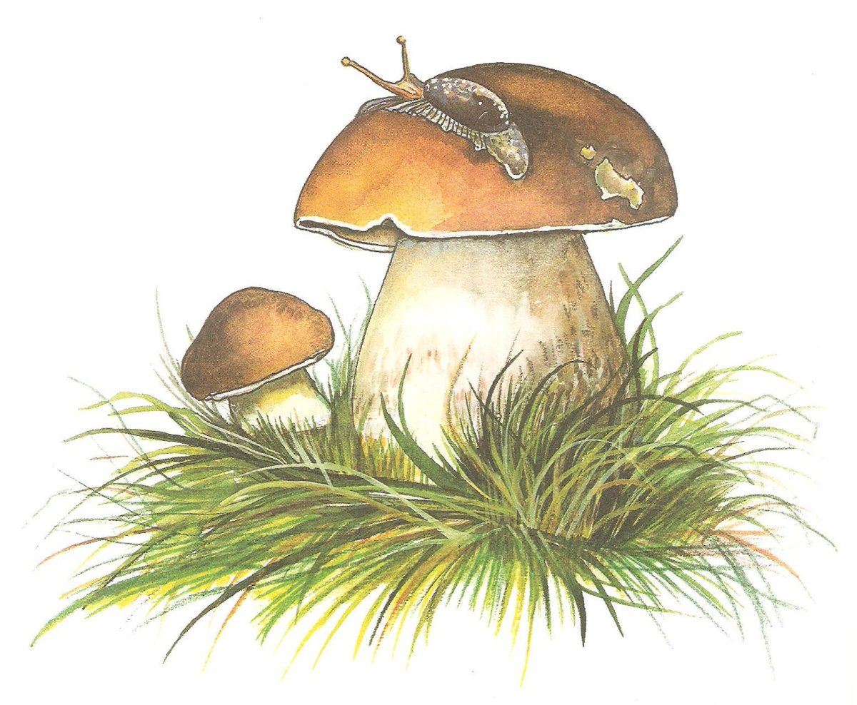 Грибы мультяшные