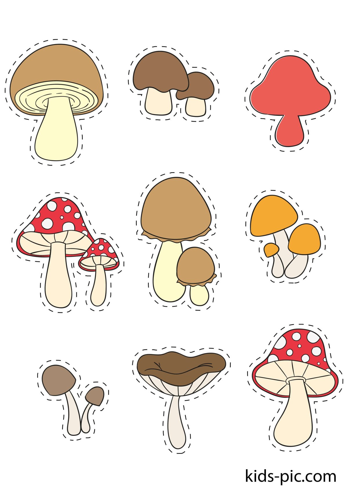 Гриб масленок. Шампиньон. Боровичок