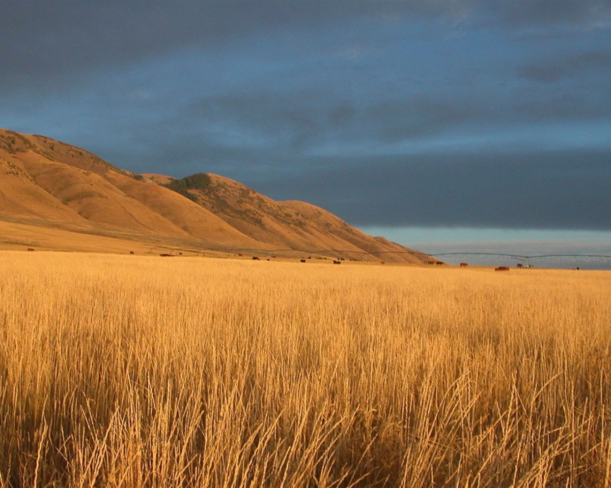 Прерии Канзаса