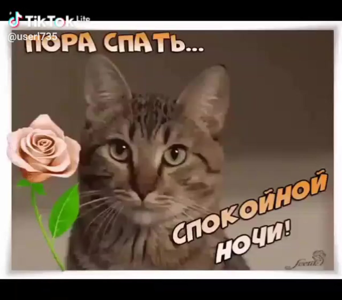 Пора спать котики