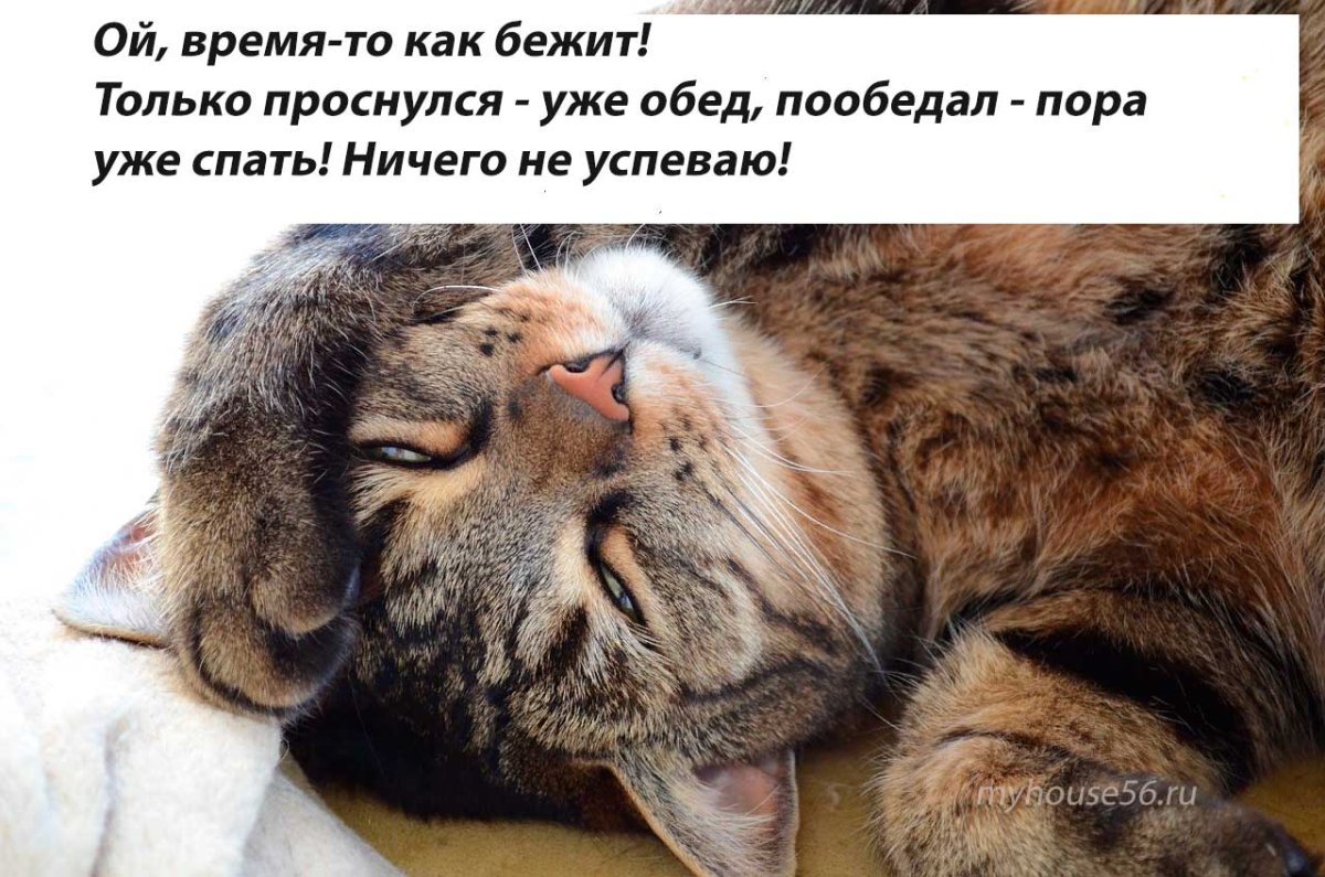 Пора спать завтра на работу картинки прикольные