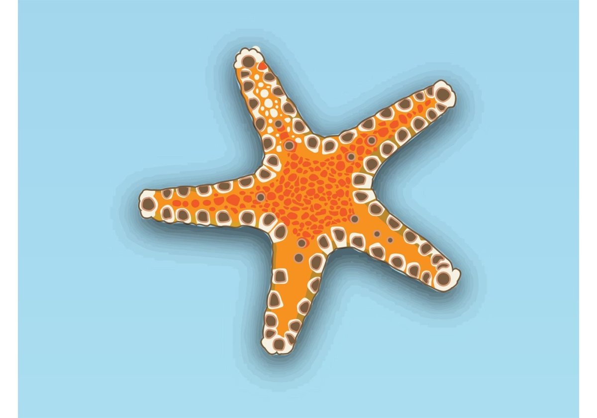 Сказочная морская звезда