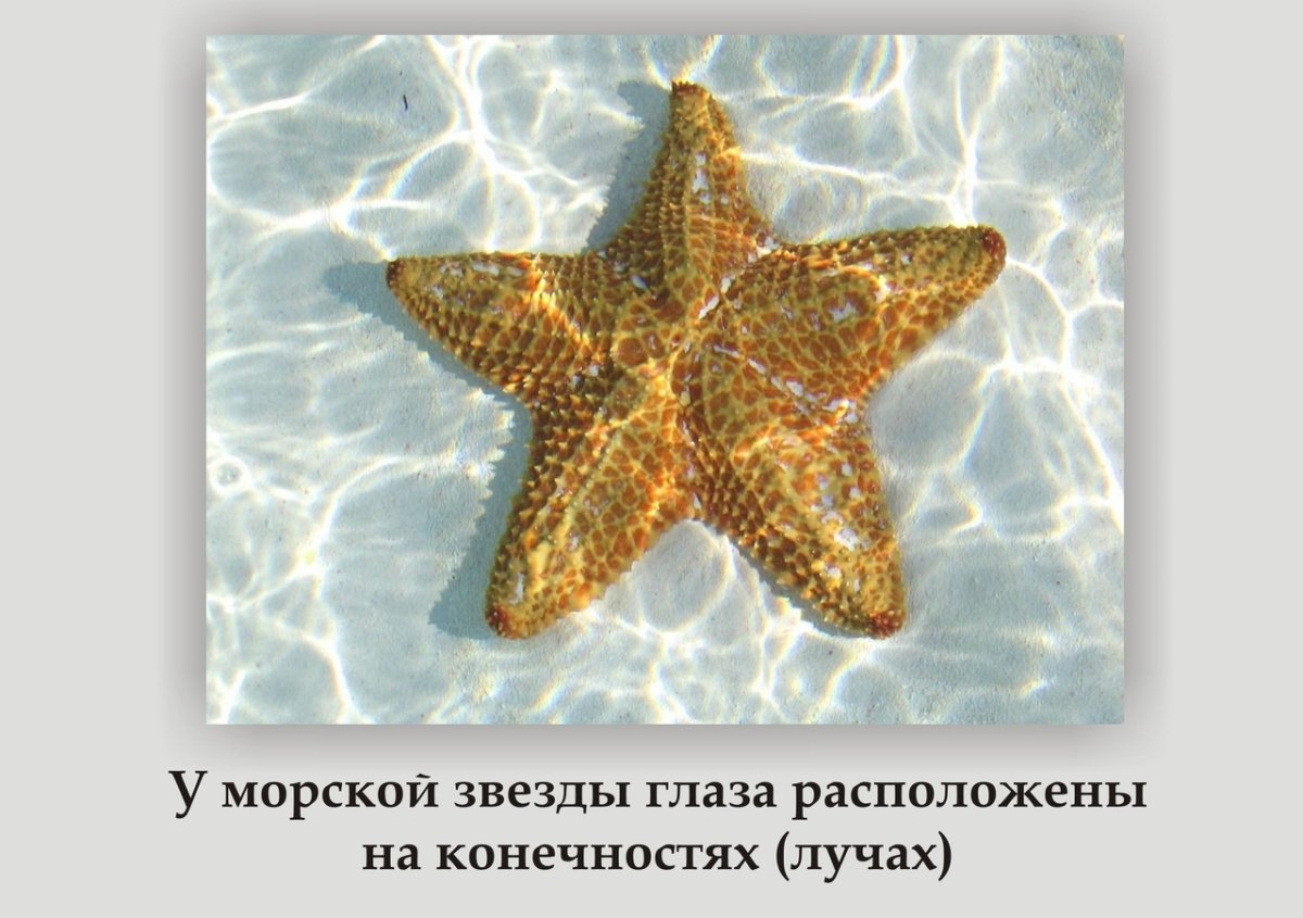 У морской звезды нет мозга