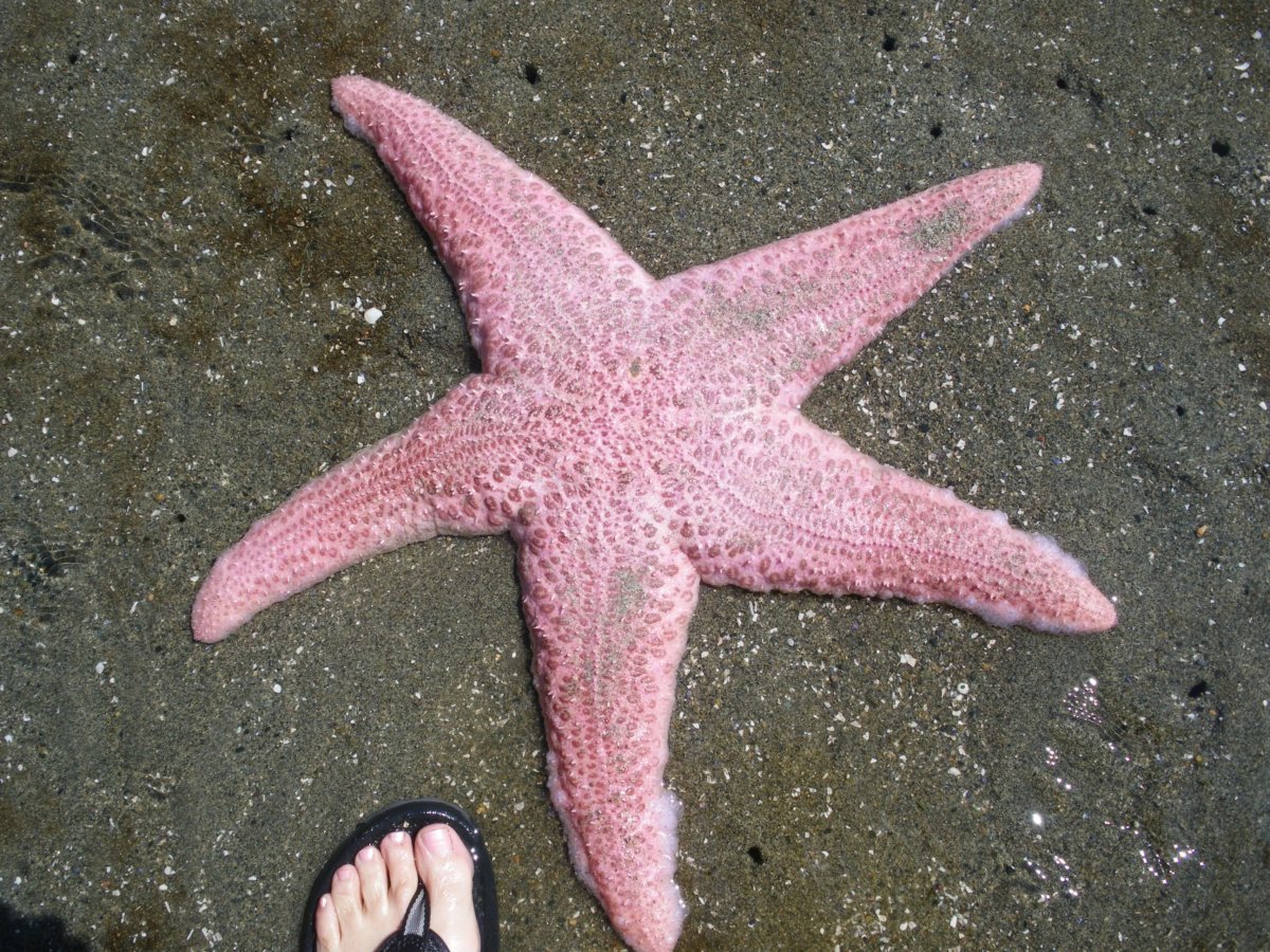 Морская звезда для детей