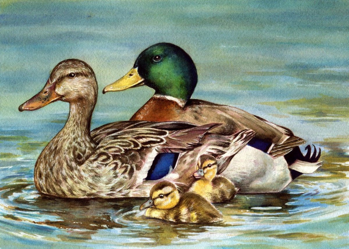 Утка в искусстве