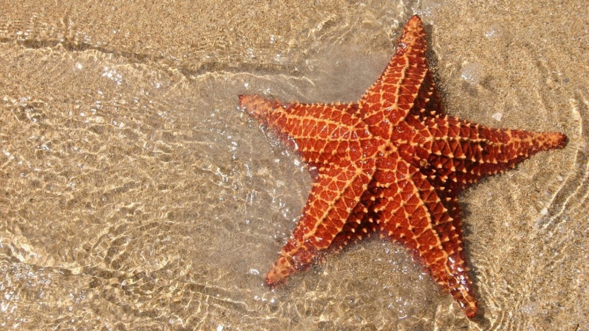 Морская звезда / Starfish (2018)