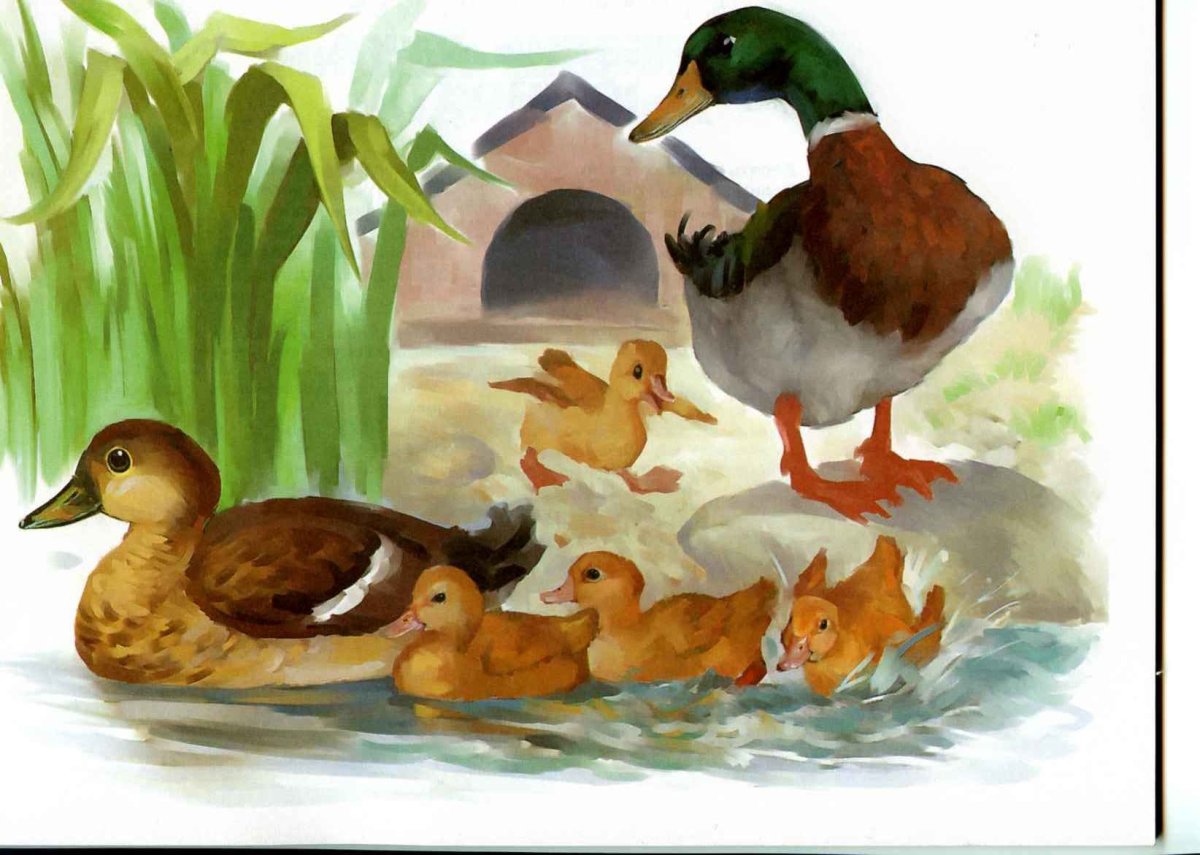 Утка селезень утята