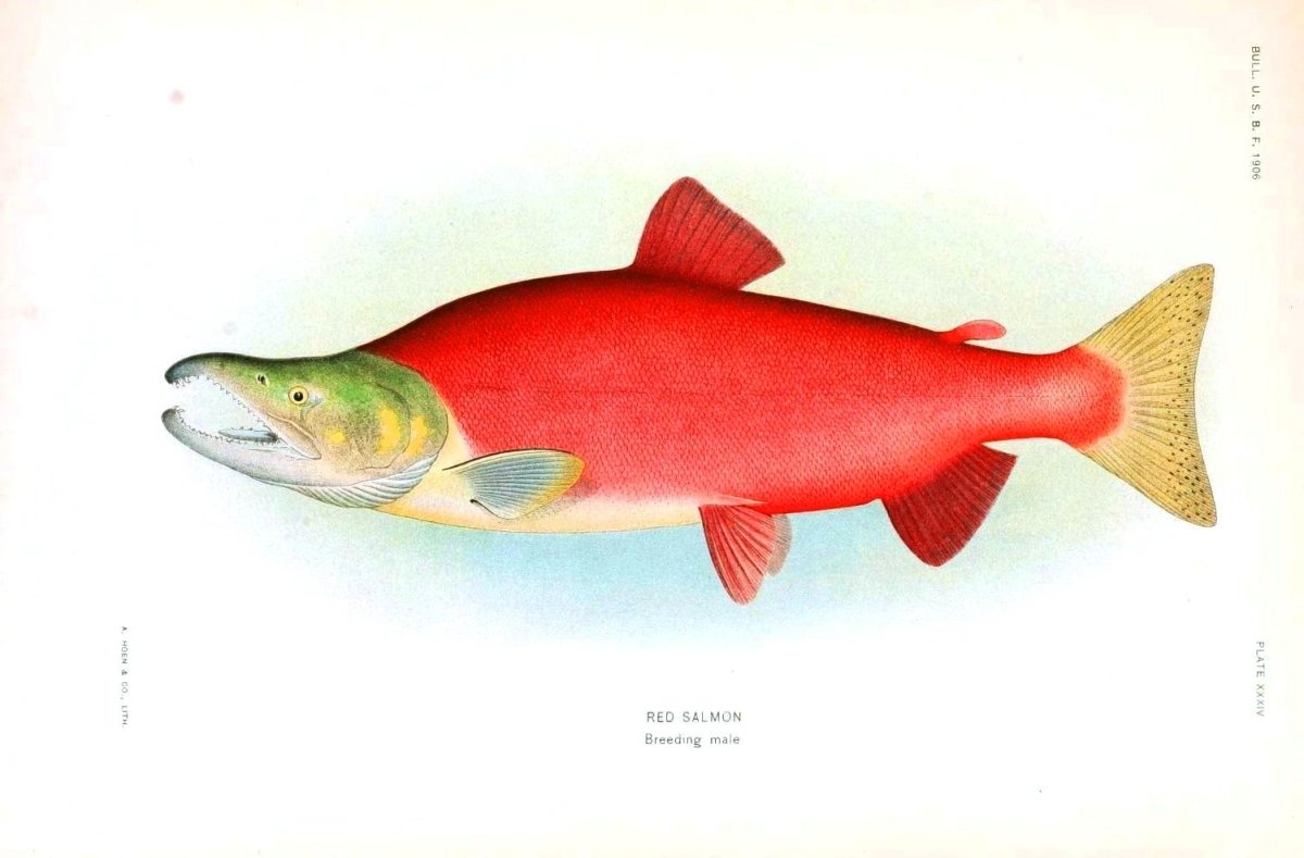 Солёная форель целиковая