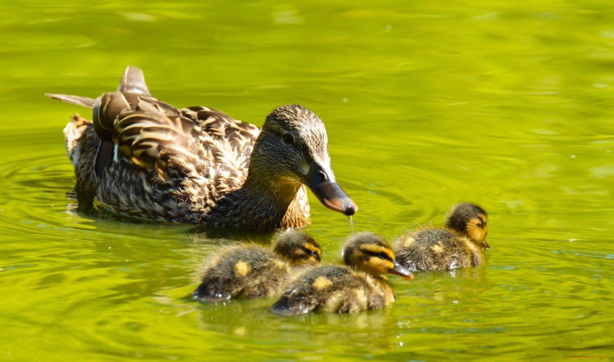 Детёныш кряквы
