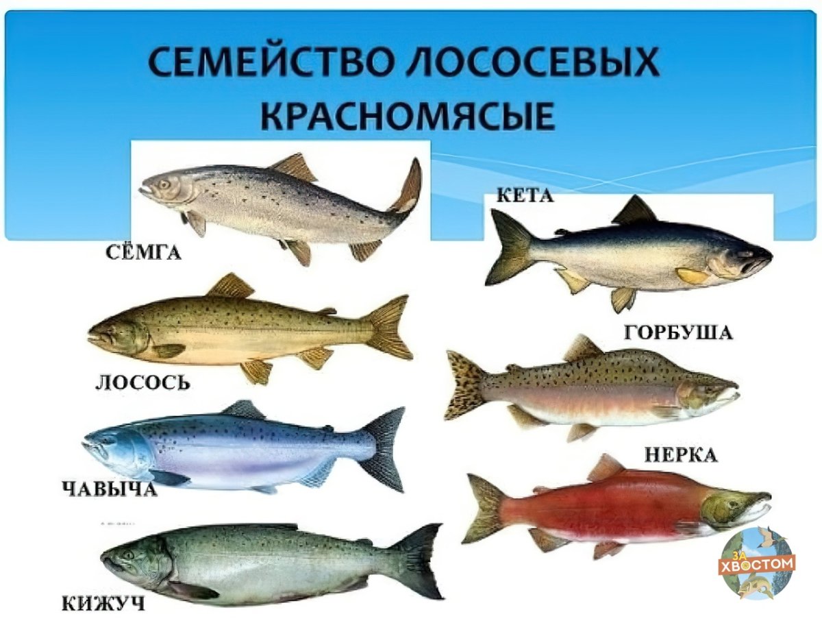 Горбуша картинка для детей
