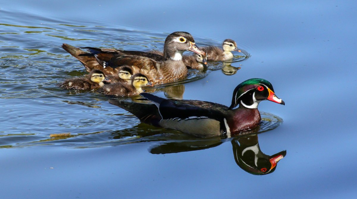Утка, селезень, утенок, утята