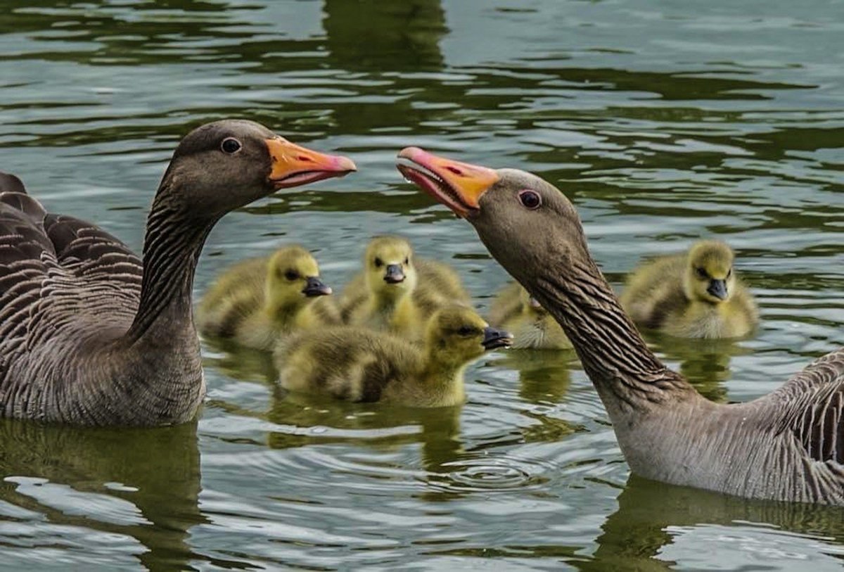 Семья утка селезень утенок