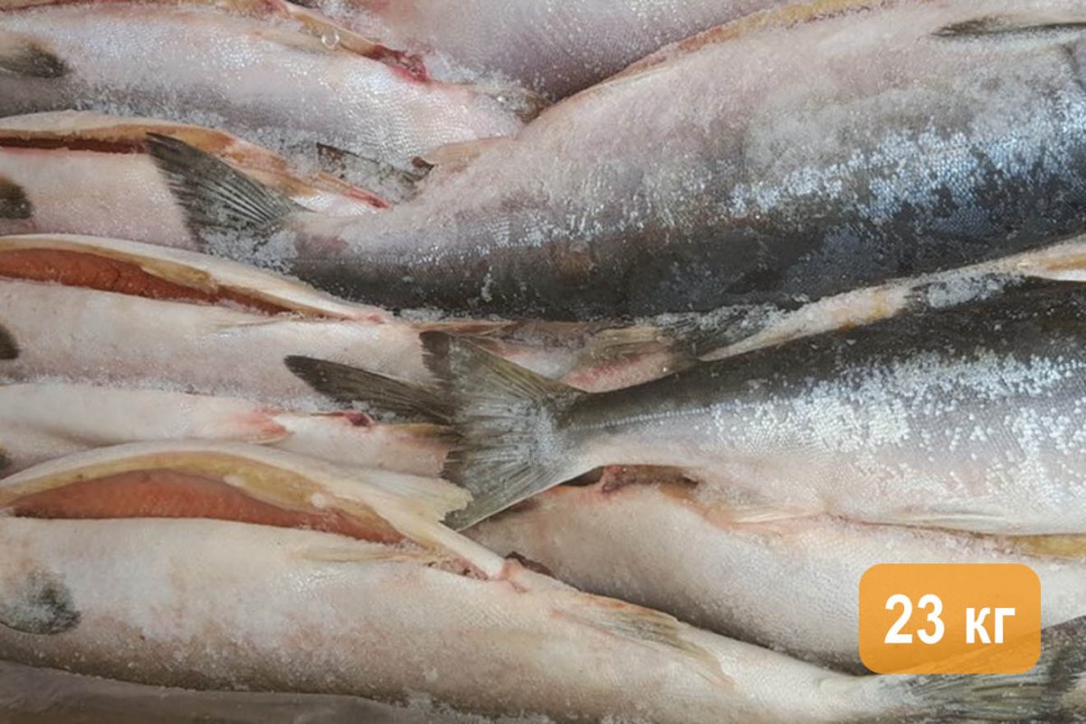 Форель свежемороженая без головы
