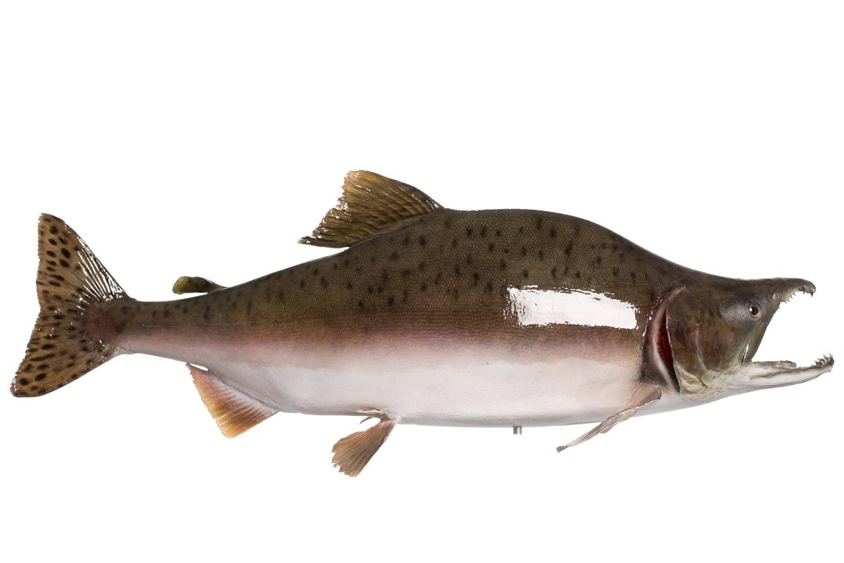 Горбуша Тихоокеанская