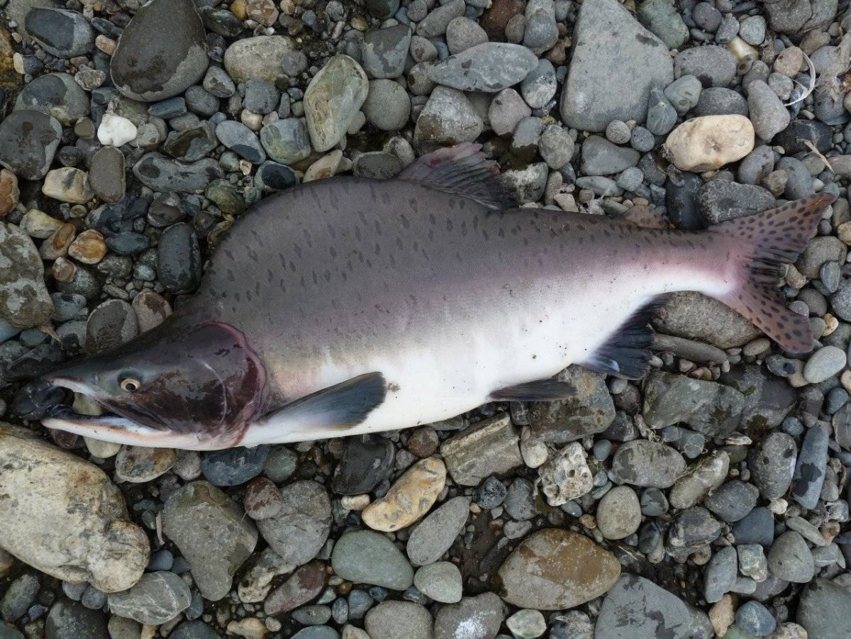 Малосолёная красная рыба горбуша