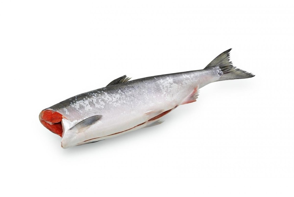 Кижуч Серебрянка