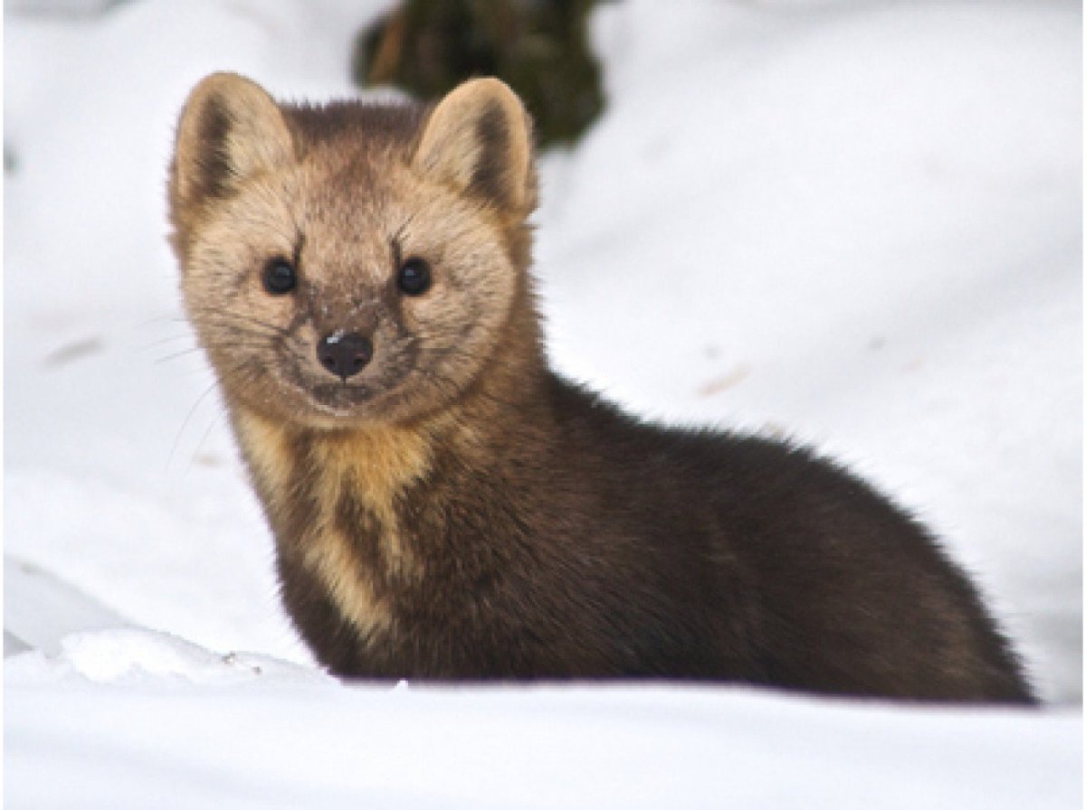 Животные Урала Соболь