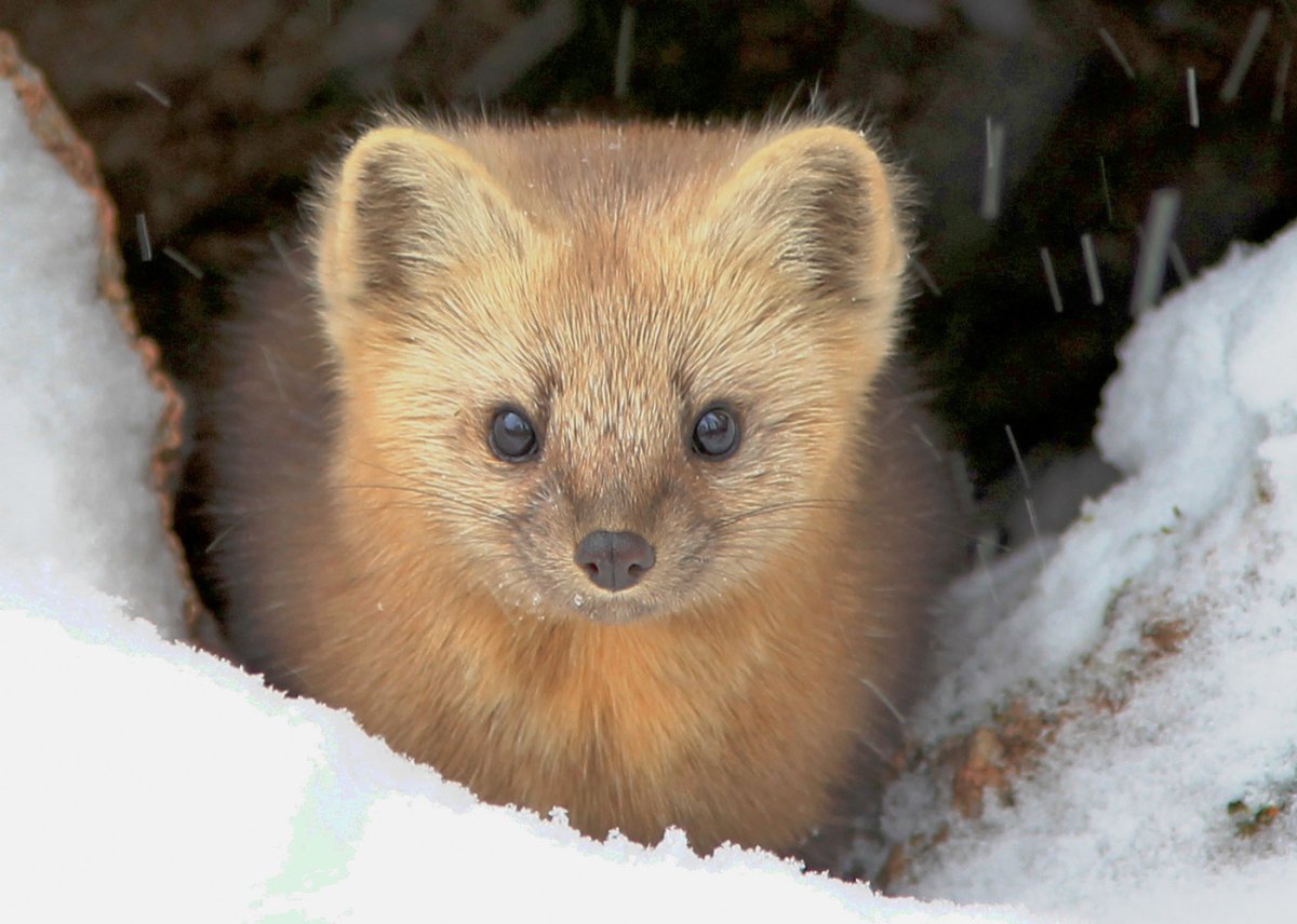 Баргузинский Соболь