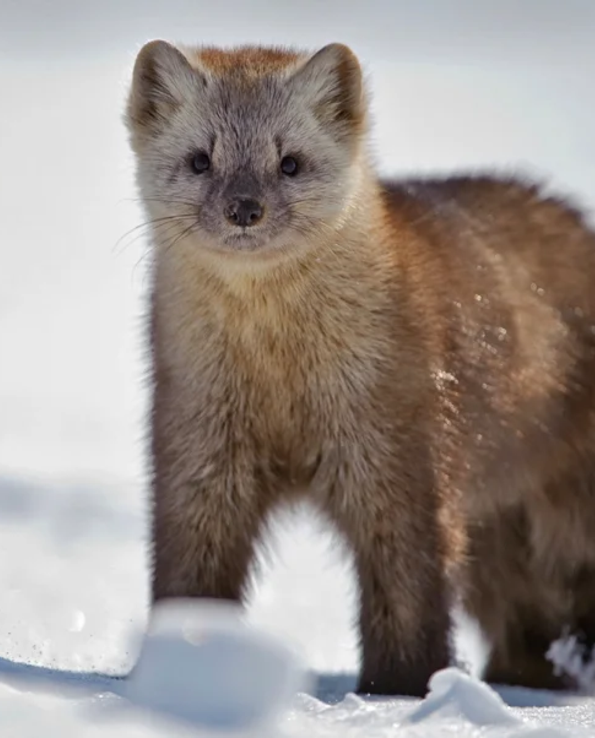 Лесная куница зубы