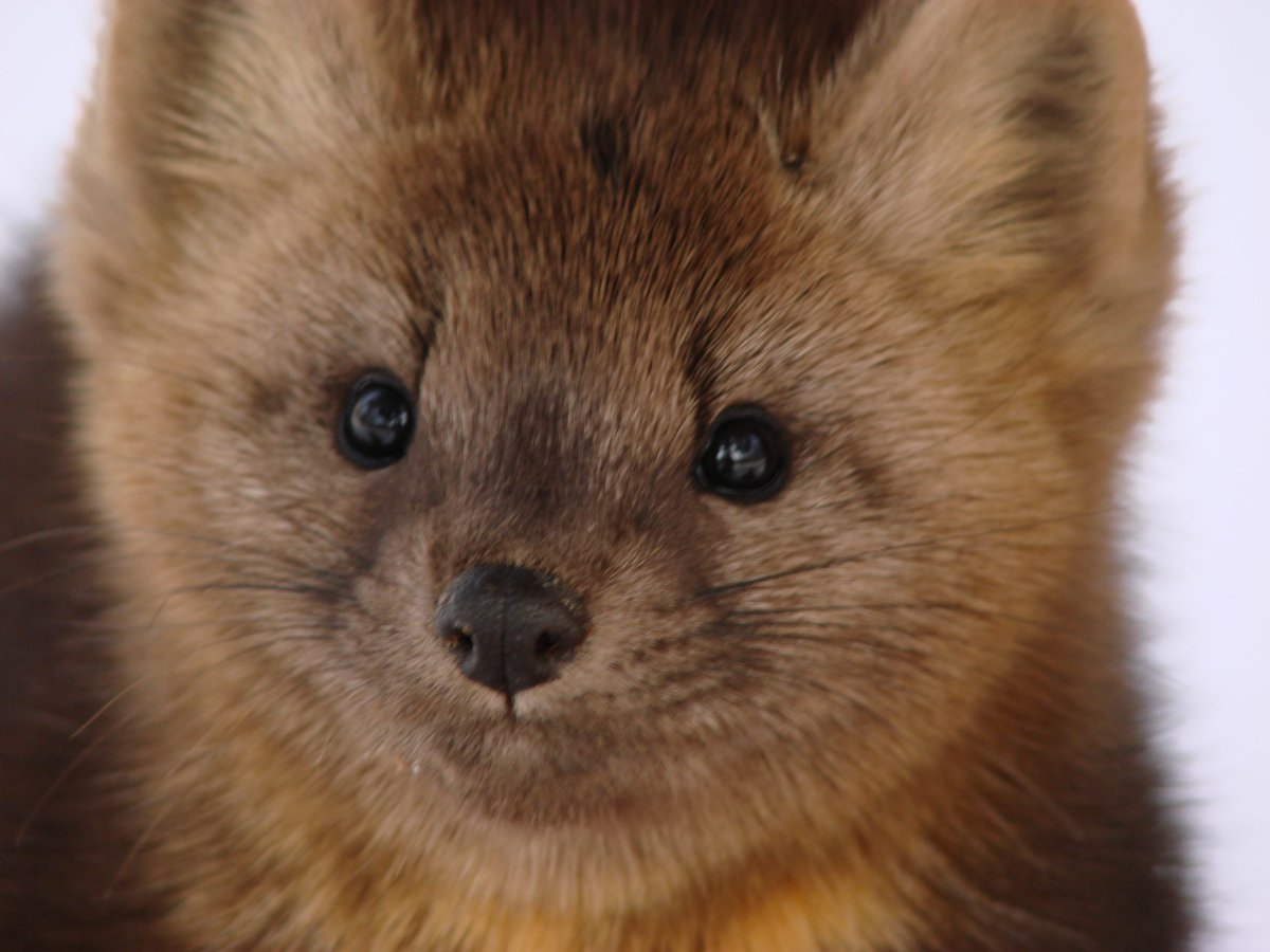 Лесная куница martes martes