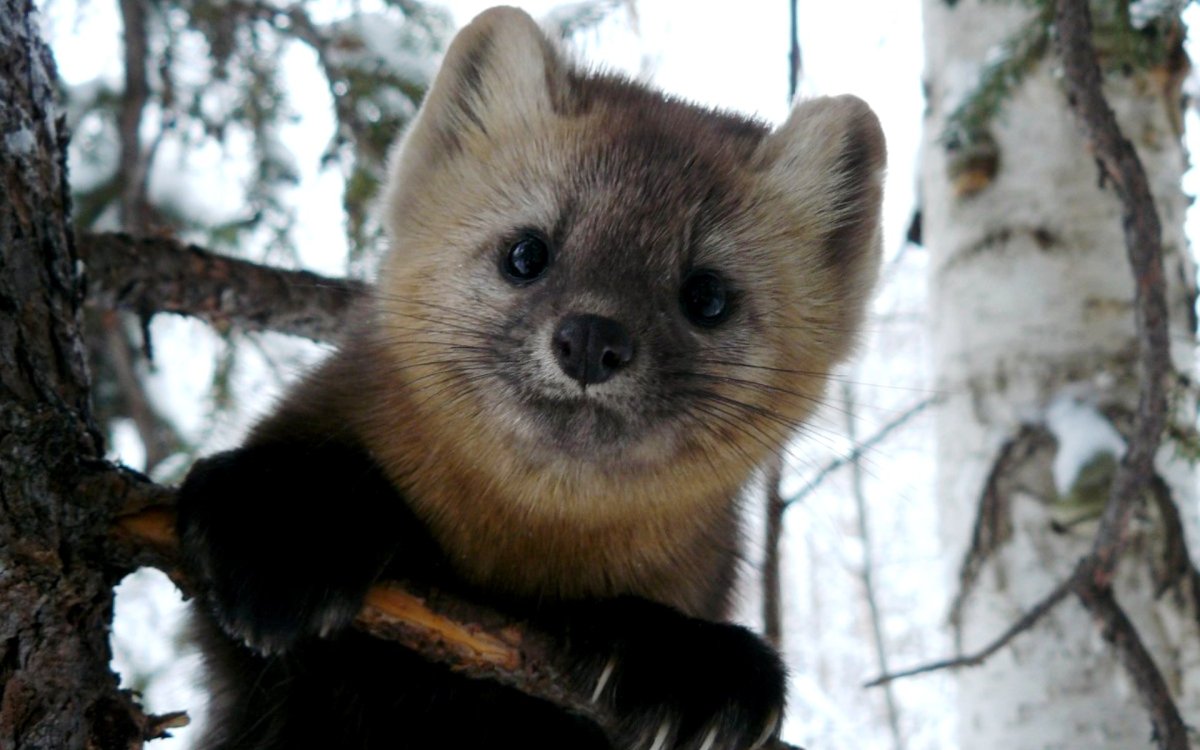 Американская куница