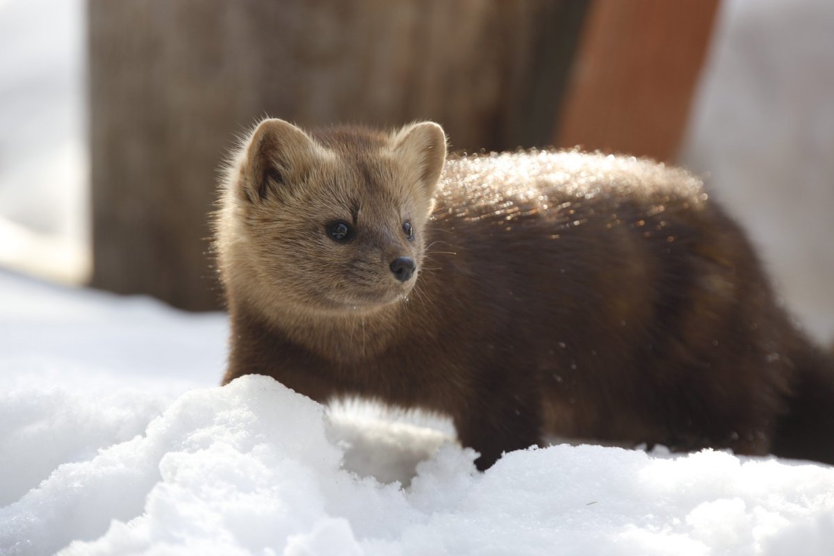 Соболь (зверек сем. Куньих)