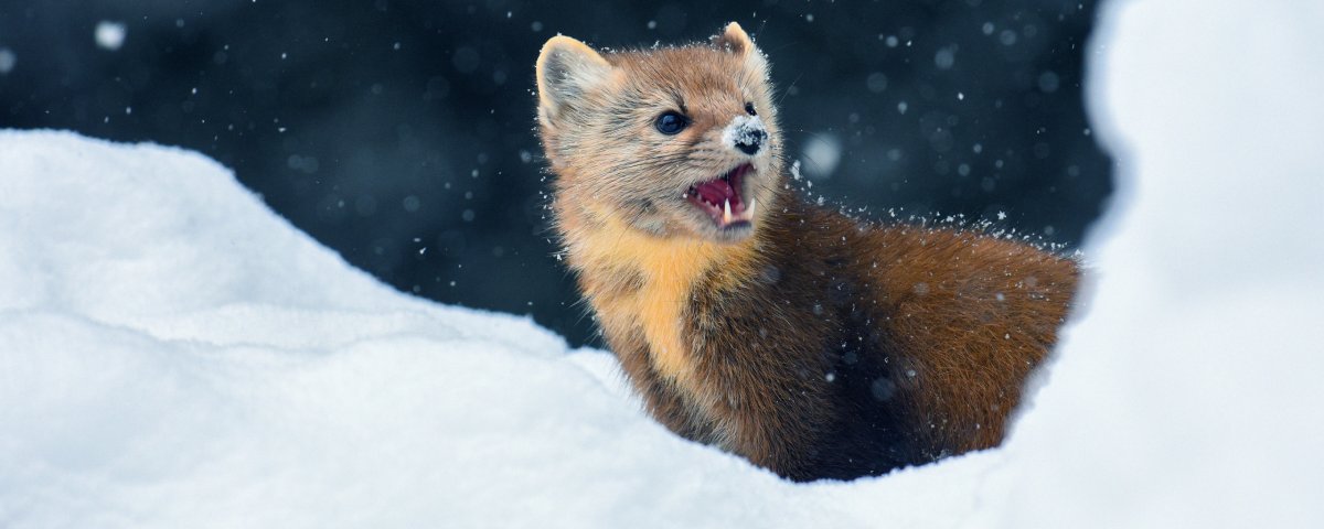 Алтайский заповедник Соболь