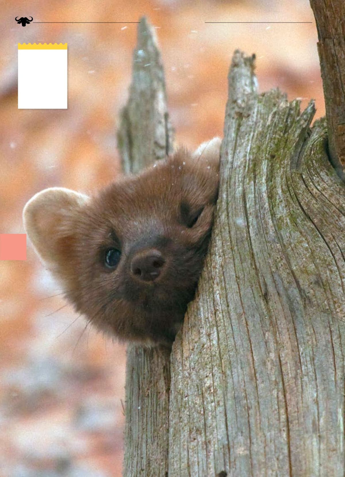 Соболь (зверек сем. Куньих)