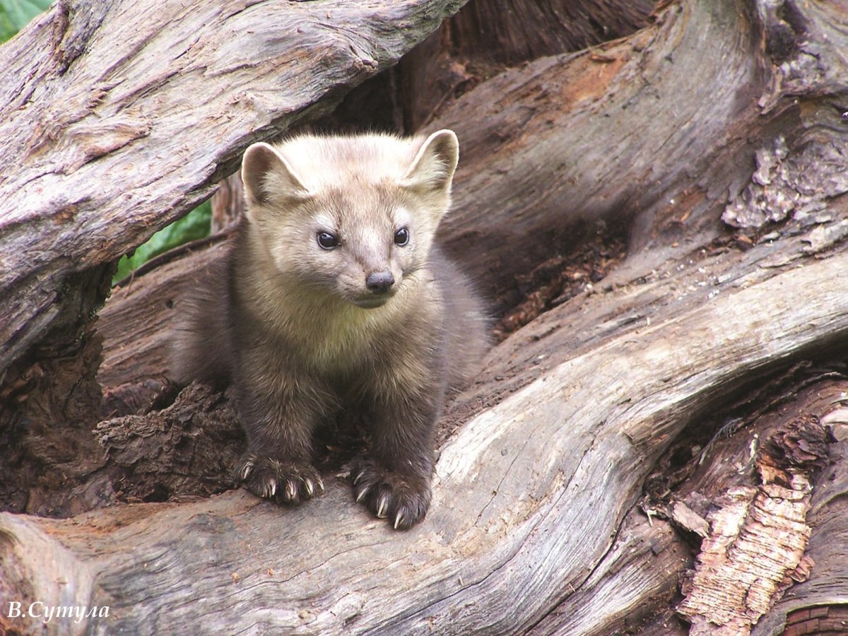 Харза рисунок