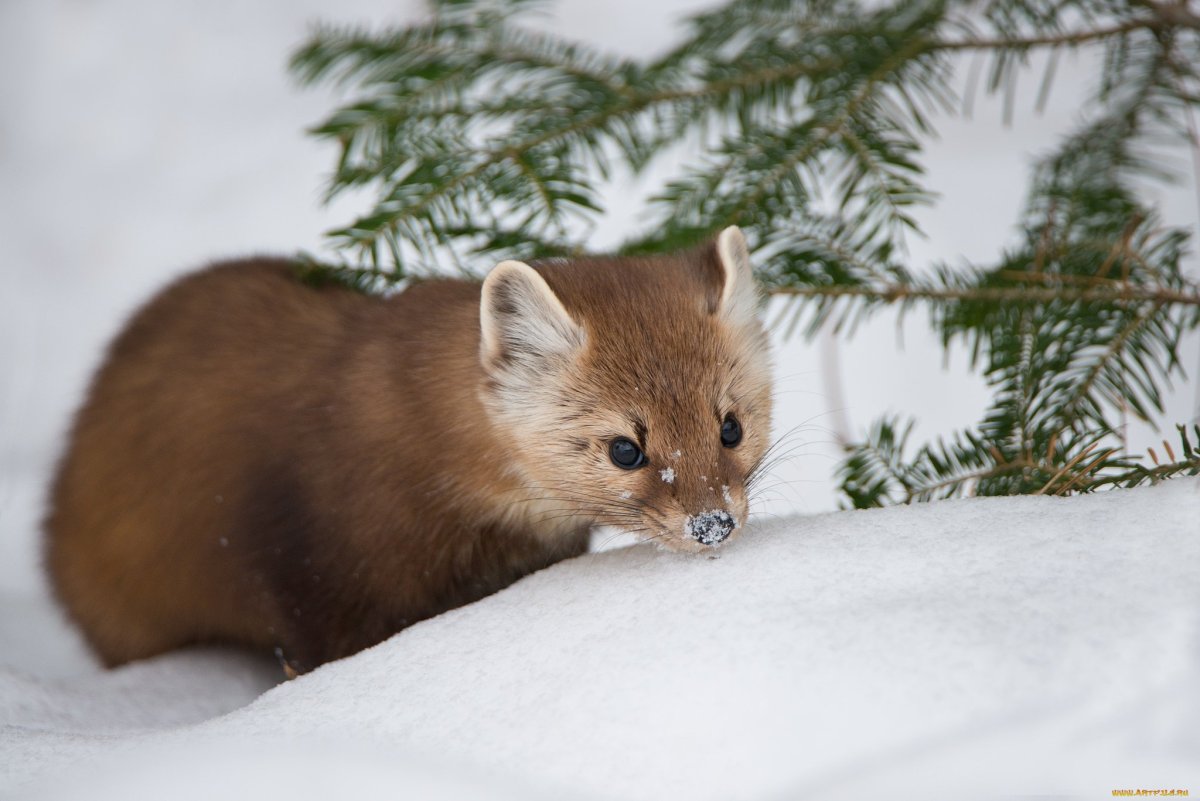 Норка Лесная куница