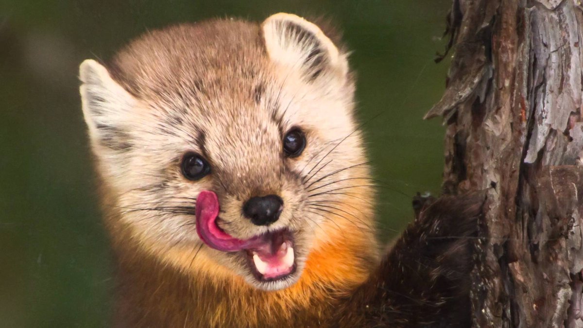 Соболь Якутии Соболь