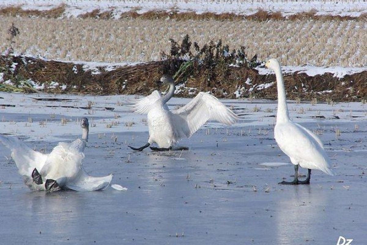 Гололед девушка