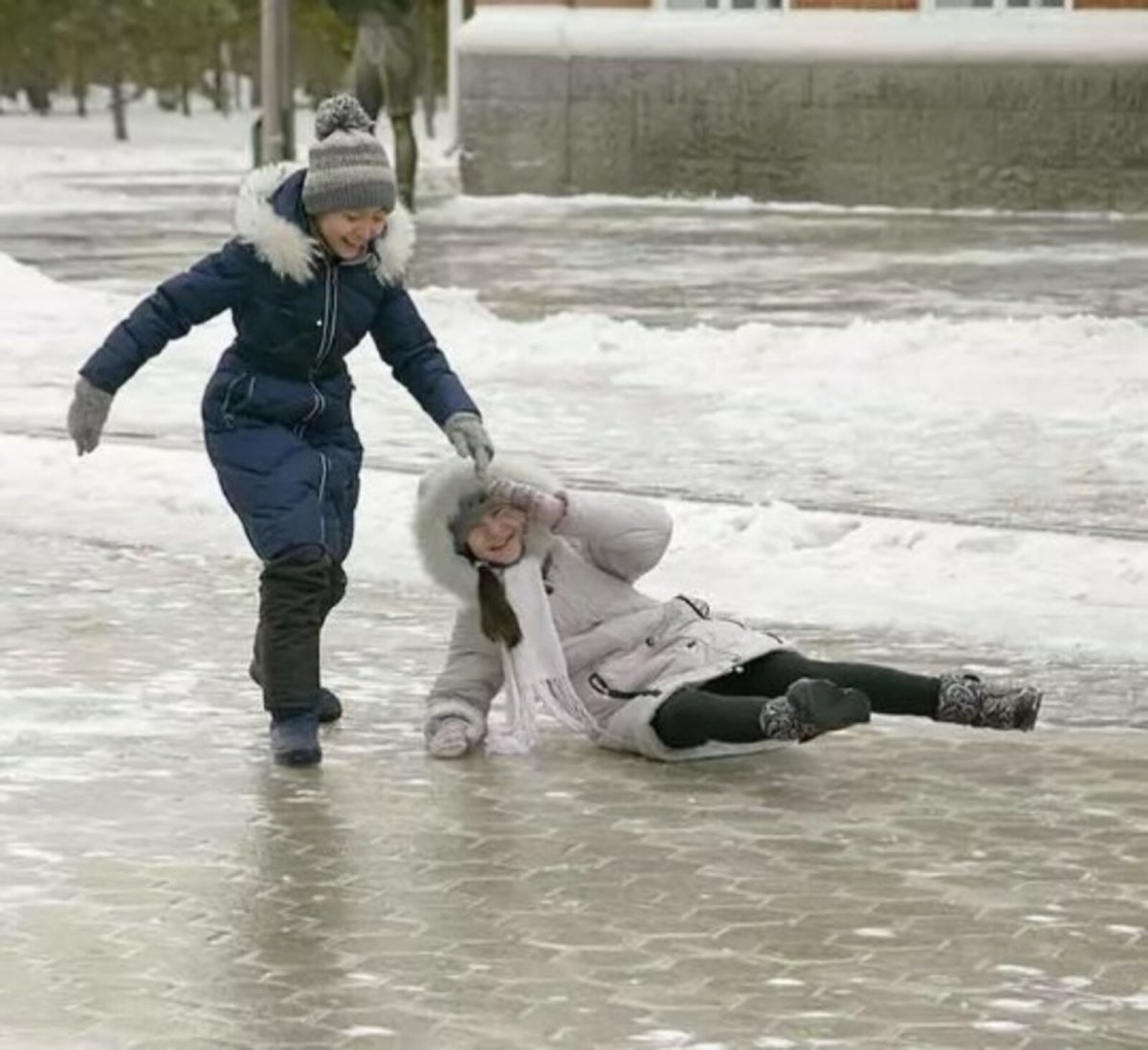 Птицы на льду