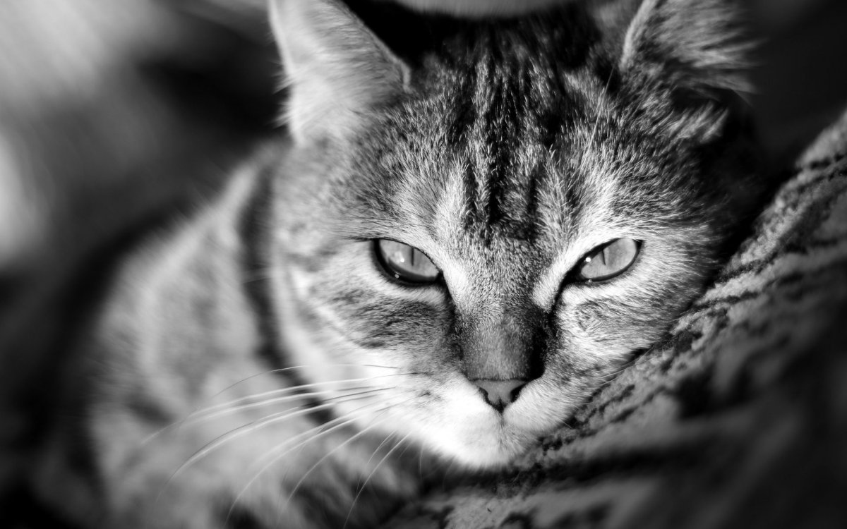 Красивые кошки