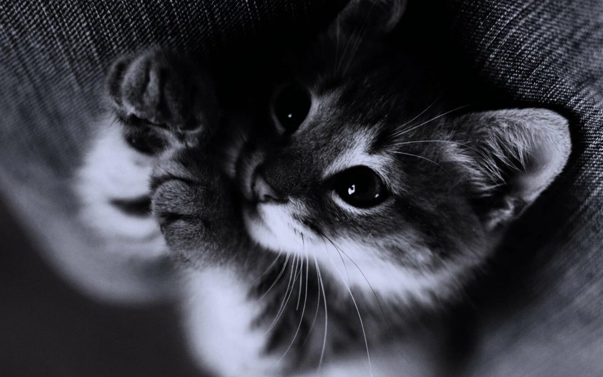 Милые кошечки