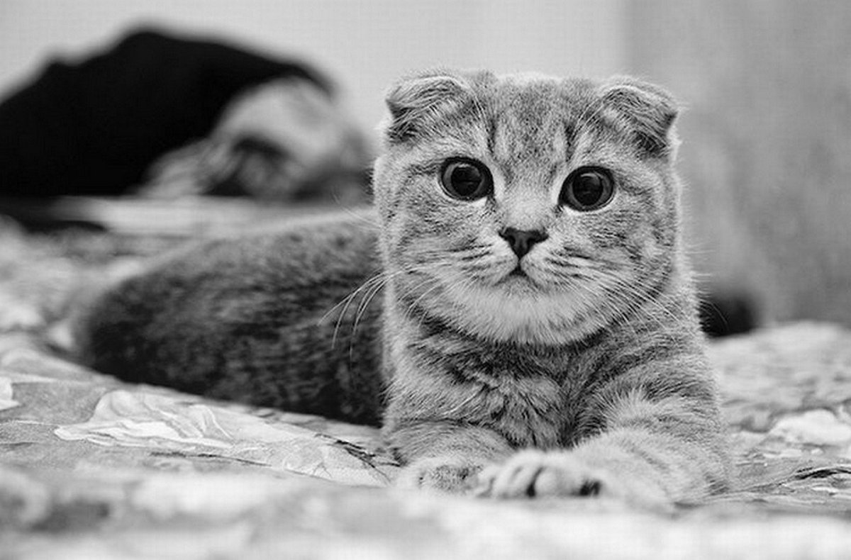 Вислоухий шотландец картинки