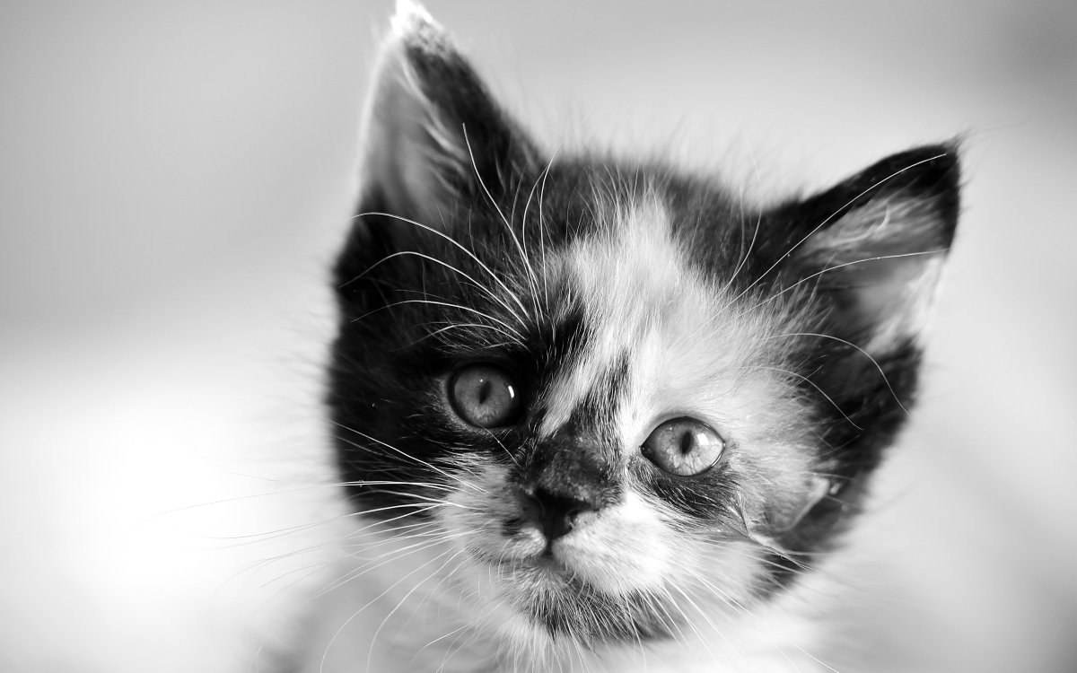 Мордочка котенка